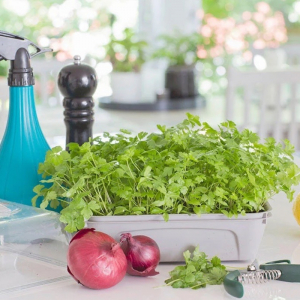 Coltivare il prezzemolo in vaso: le astuzie per la semina e un buon raccolto!