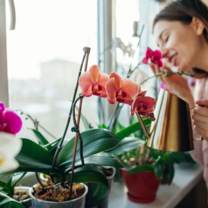 Niente più foglie secche sulle orchidee! Scoprite quali miracoli della natura aiutano la pianta esotica