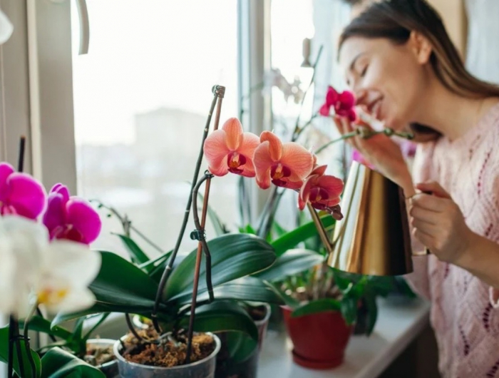 Niente più foglie secche sulle orchidee! Scoprite quali miracoli della natura aiutano la pianta esotica