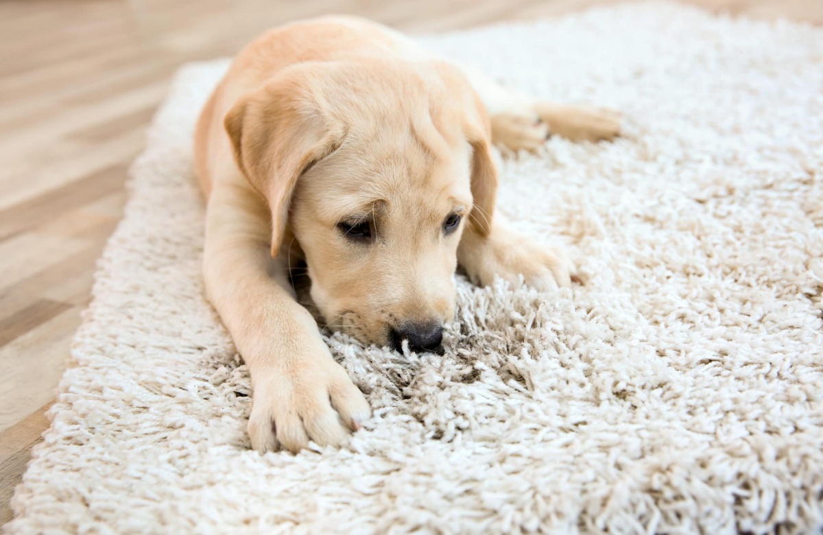 eliminare odore pipi cane dal tappeto