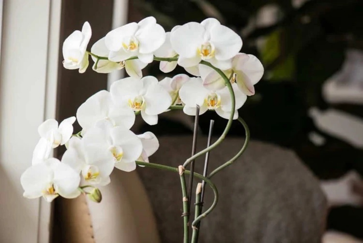 orchidea dai fiori bianchi decorare la casa con le piante
