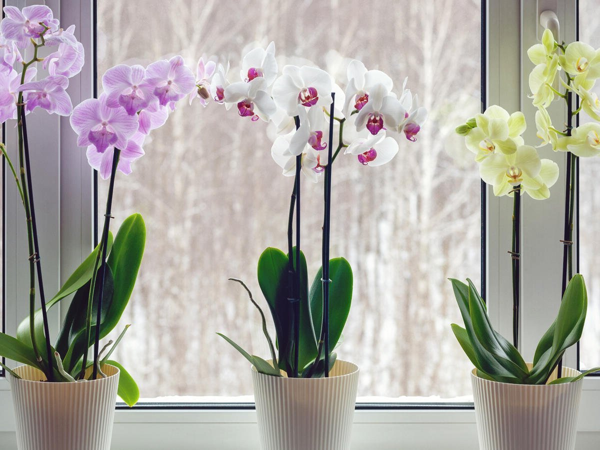 posizione ideale per le orchidee dalle foglie colorate