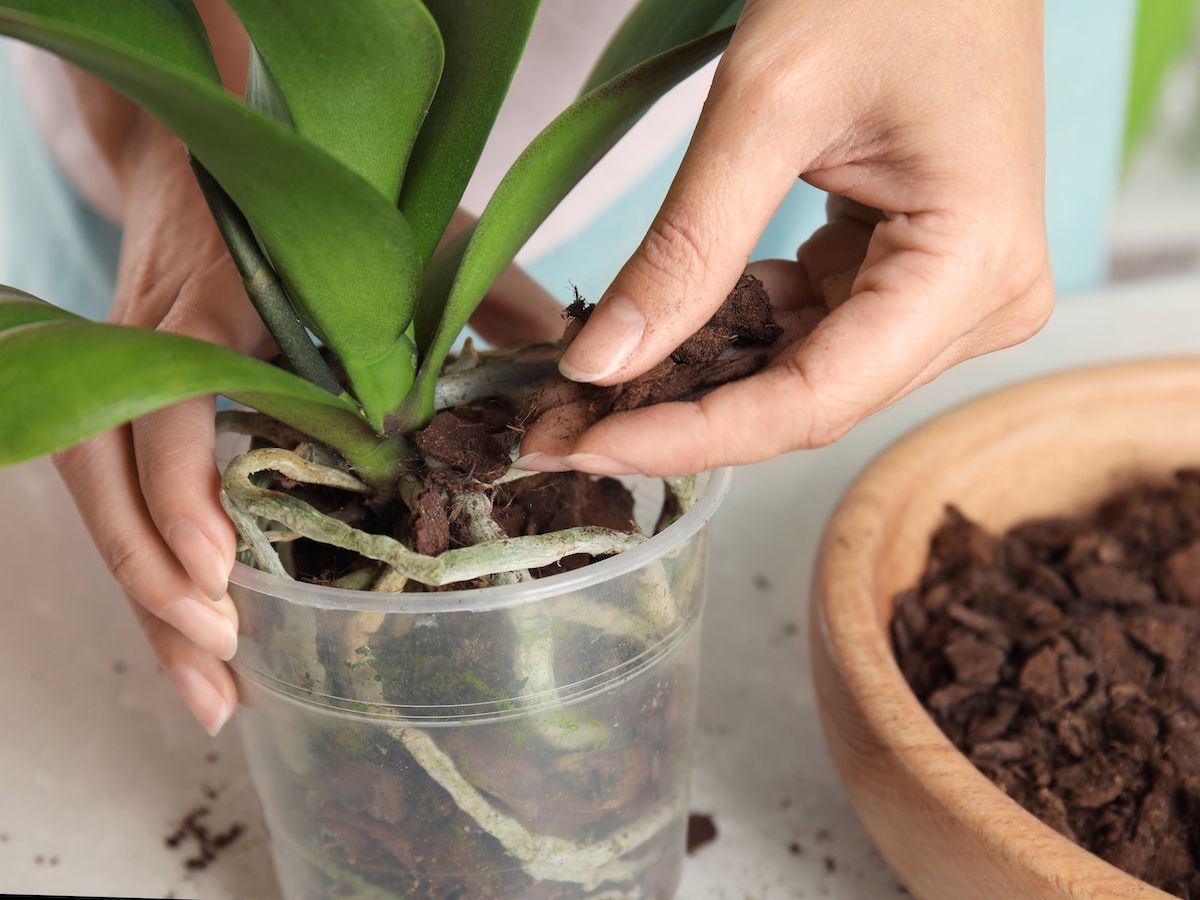 rinvasare orchidea substrato e radici delle orchidee