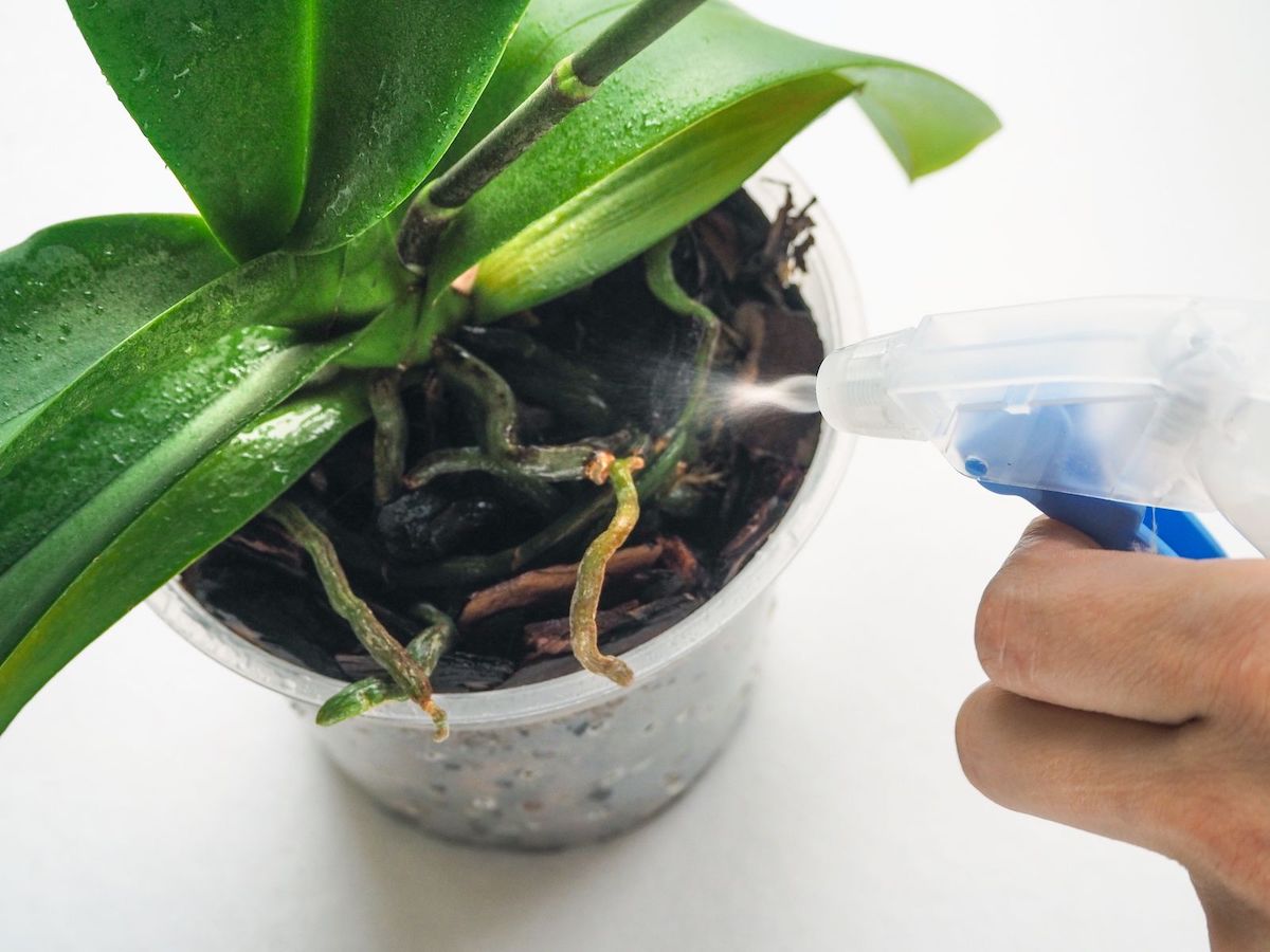 spruzzare acqua alle radici delle orchidee