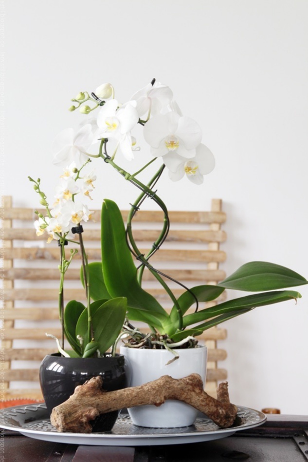 tavolo con vasi di orchidee bianche