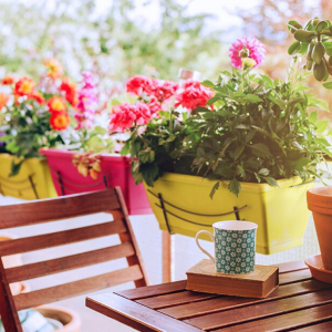 3 Piante da balcone perenni resistenti al sole e al vento, anche per i principianti!