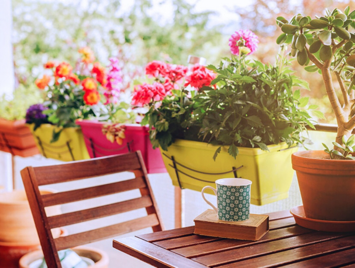 3 Piante da balcone perenni resistenti al sole e al vento, anche per i principianti!