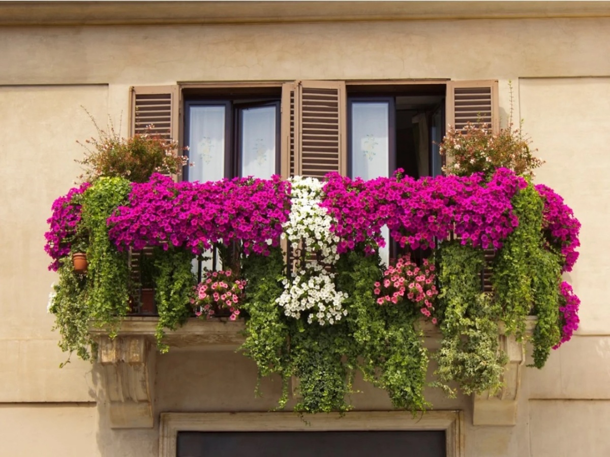 balcone con piante rampicanti fiori da esterno