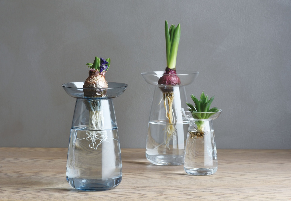 bulbi con radici in vaso di acqua