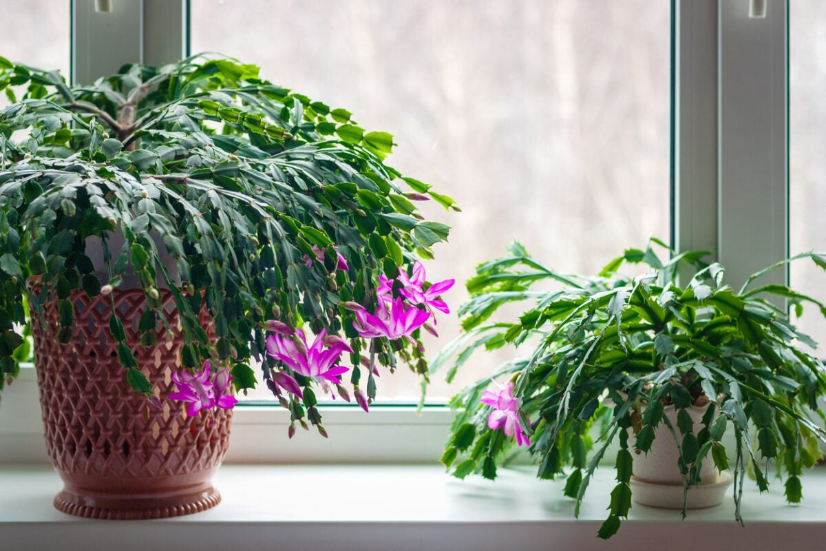 cactus di natale davanzale finestra con piante