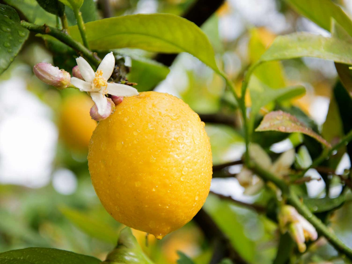 coltivare la pianta di limone in vaso albero fiorito