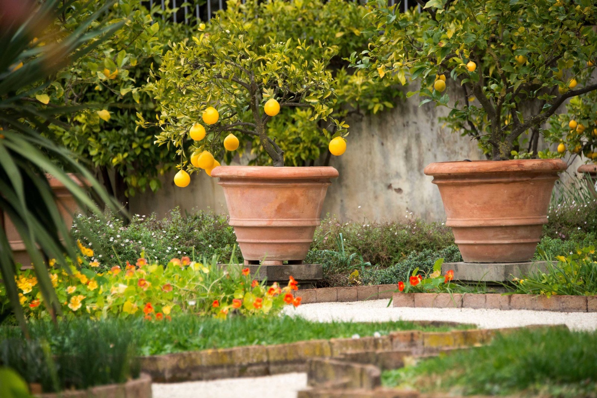 coltivare la pianta di limone in vaso giardino con aiuole