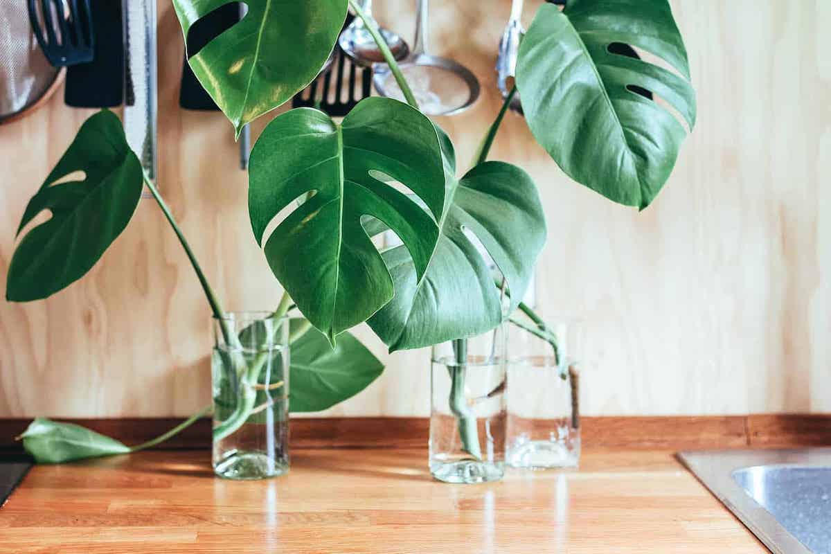 coltivare le piante acquatiche in vaso con acqua