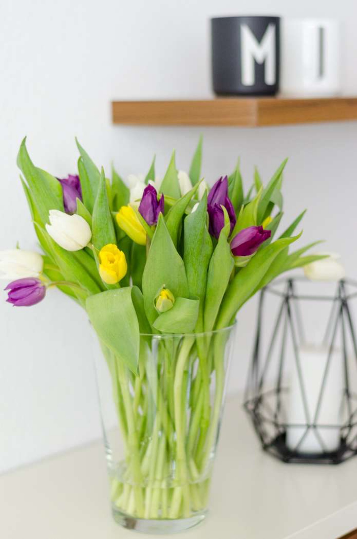 come curare i tulipani in vaso a casa