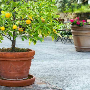 Coltivare la pianta di limone in vaso è facile, ecco i consigli dell’esperto!