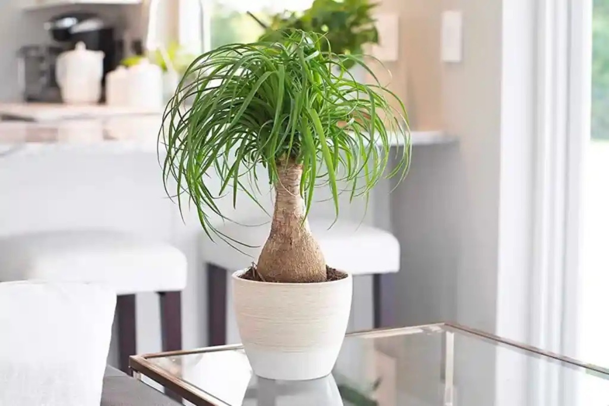 decorare con le piante vaso con palma