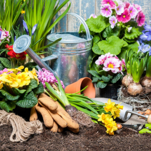 Fiori primaverili facili da coltivare e godersi un’estate colorata!