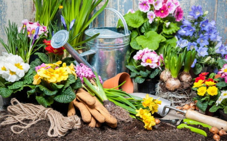 Fiori primaverili facili da coltivare e godersi un’estate colorata!