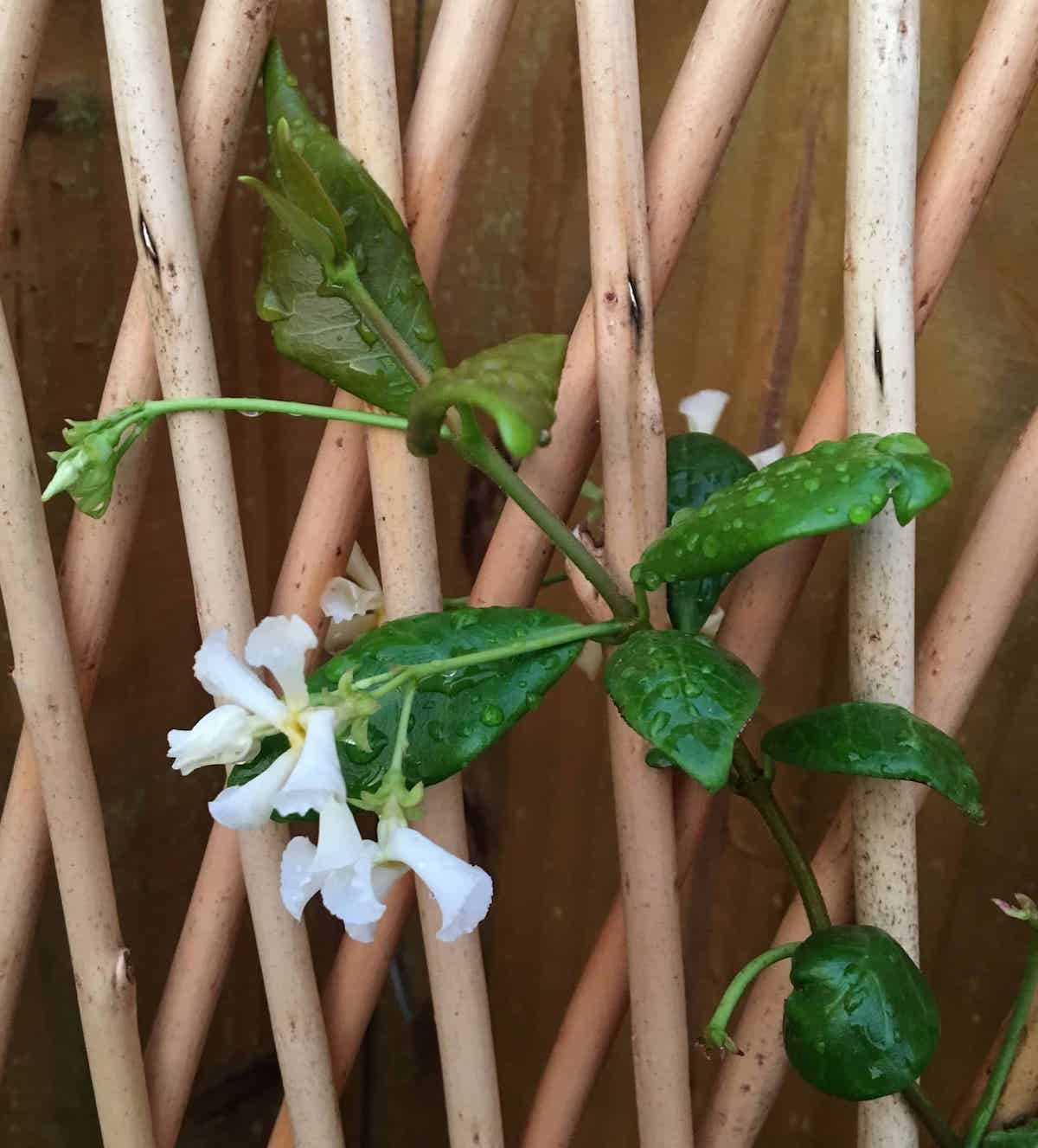 gelsomino ramipicante petali bianchi decorazione balcone con piante