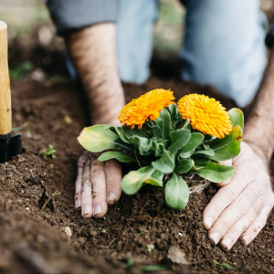 Giardinaggio a marzo: cosa dovete assolutamente iniziare a fare adesso!