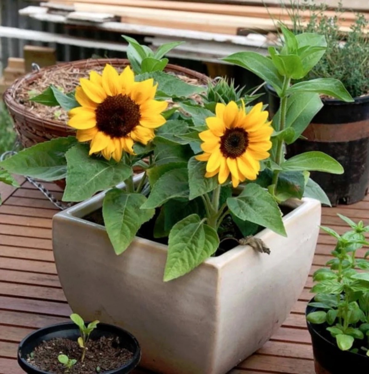 girasole coltivato in vaso pianta che ama il sole