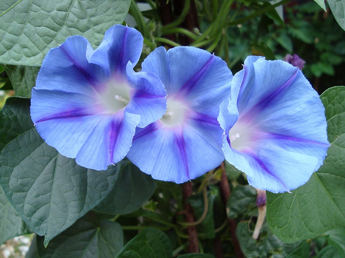 gloria mattutina fiore dai petali blu viola