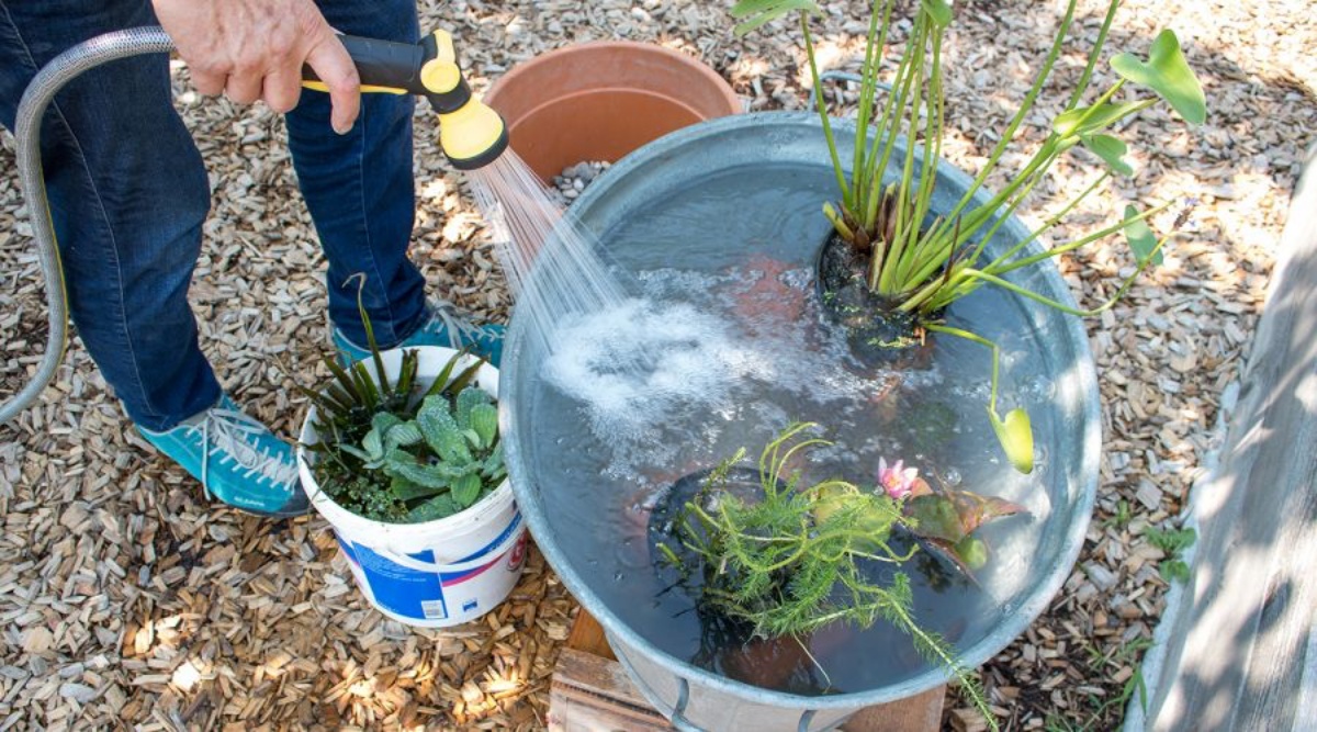 lavare le radici di piante baccinella con acqua