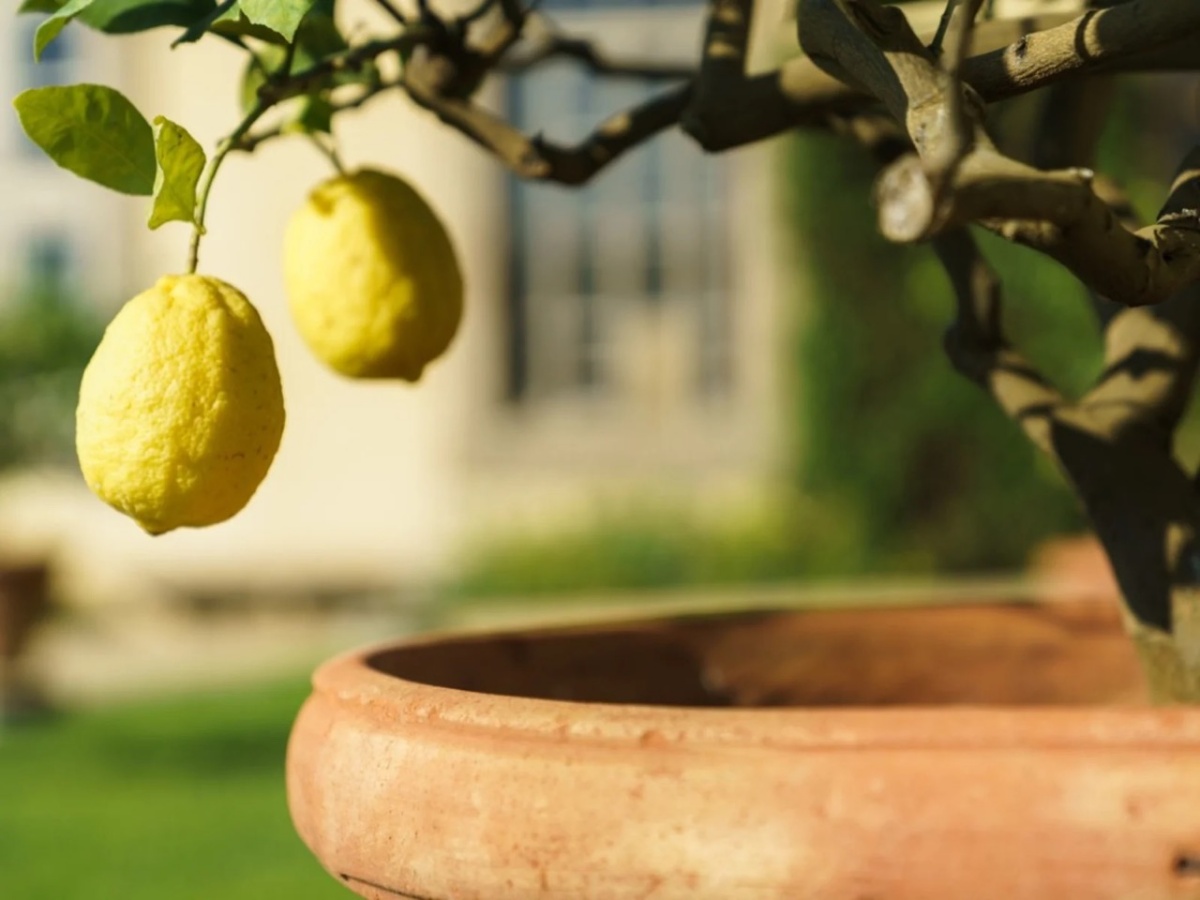 limoni coltivati in vaso agrumi