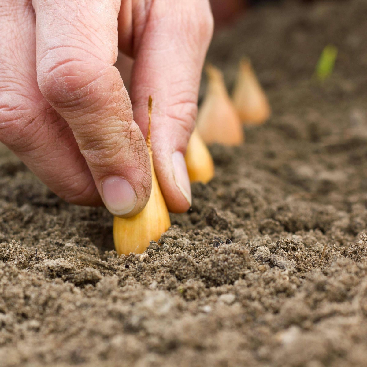 mettere a terra germogli semi da piantare