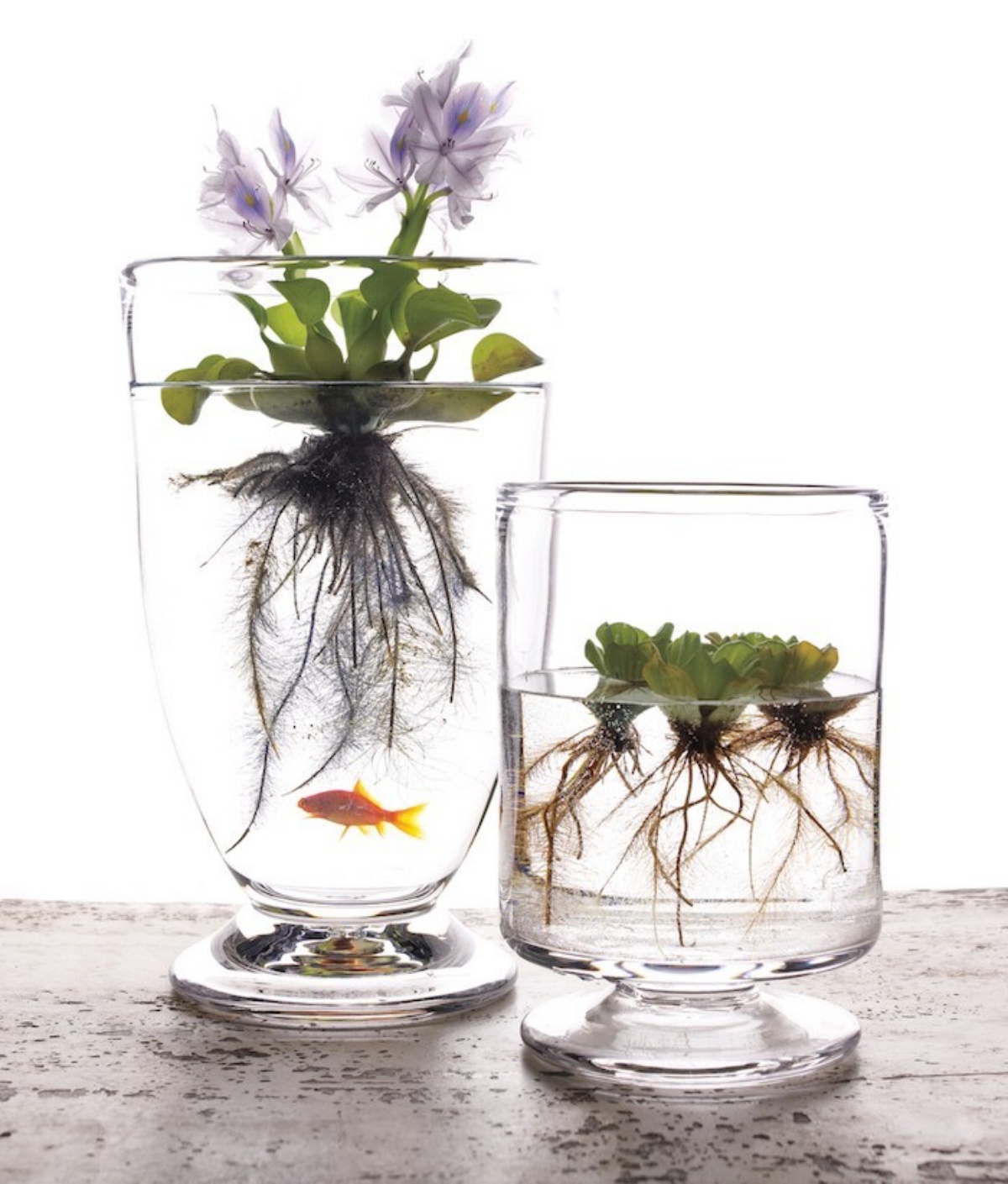 mini acquario con piante radici in acqua