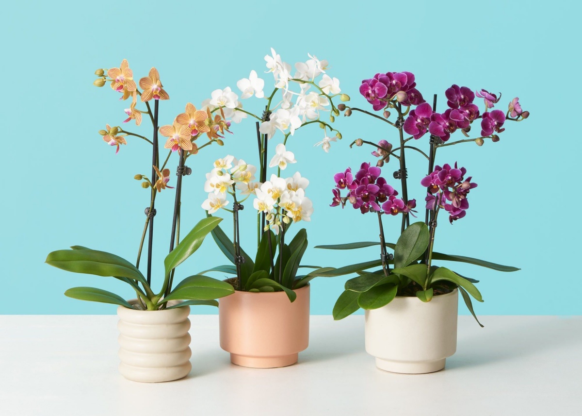 orchidee colorate pianta non tossica per animali