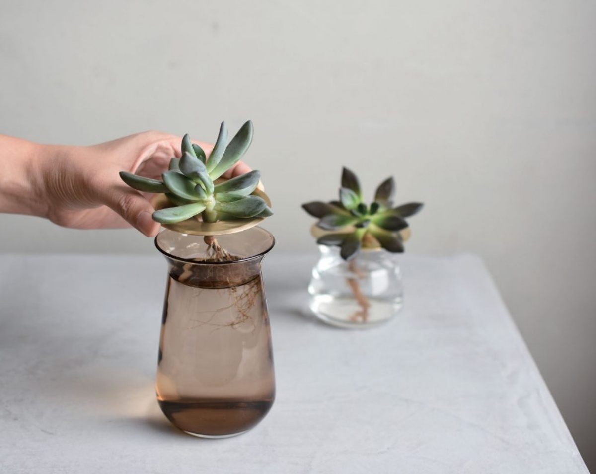 pianta grassa in vaso con acqua