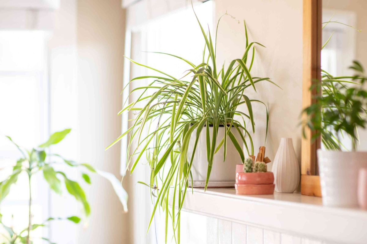 pianta ragno decorare il soggiorno con le piante