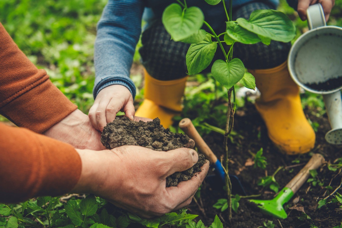 piantare un albero come fare orto in casa