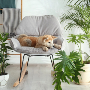 8 Piante d’appartamento adatte agli animali domestici da tenere in casa!