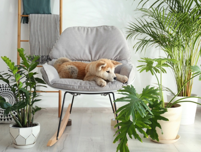 8 Piante d’appartamento adatte agli animali domestici da tenere in casa!
