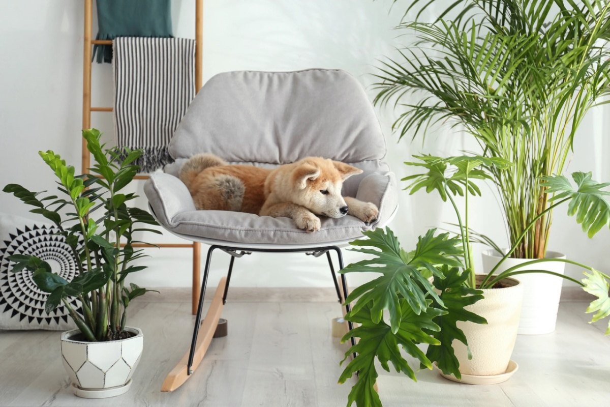 piante d appartamento adatte agli animali domestici