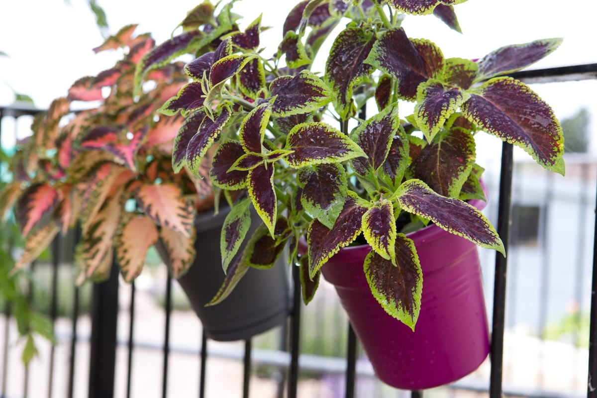 piante perenni da balcone foglia verde sempreverdi