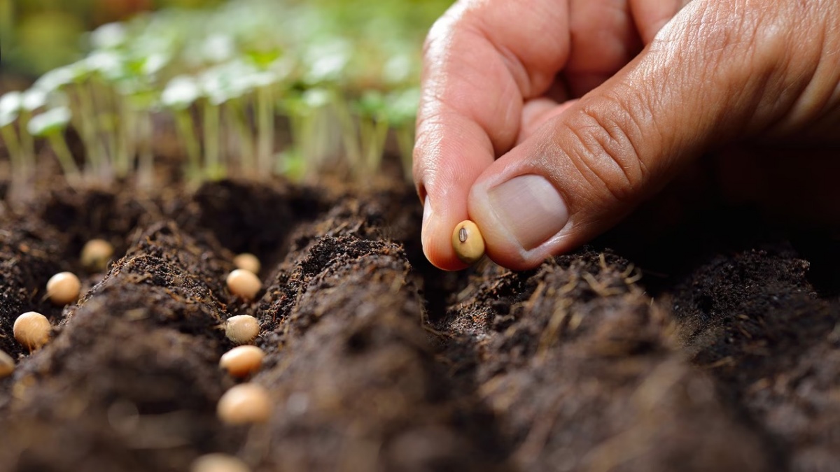 preparare orto in primavera mettere a terra i semi