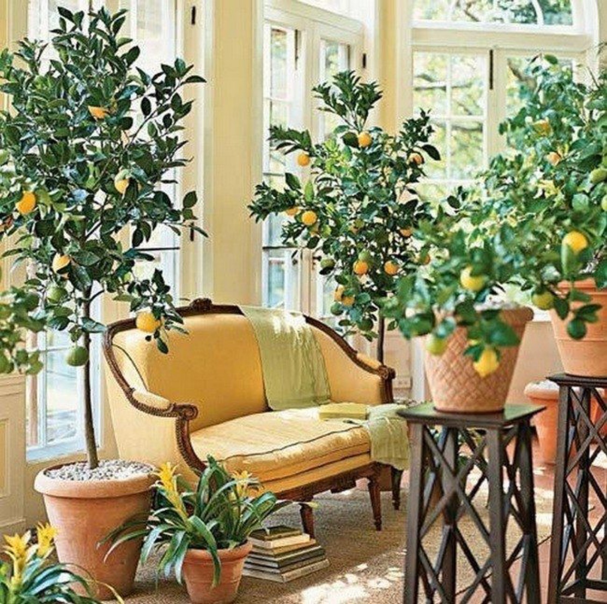 salotto con piante vasi albero di limone