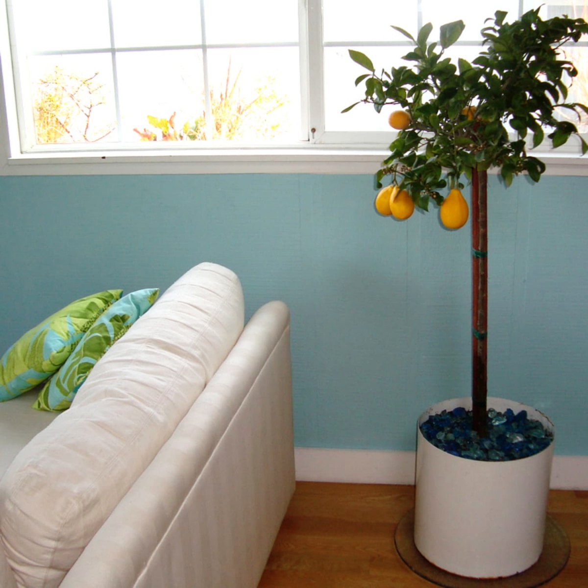 soggiorno con vaso pianta di limone