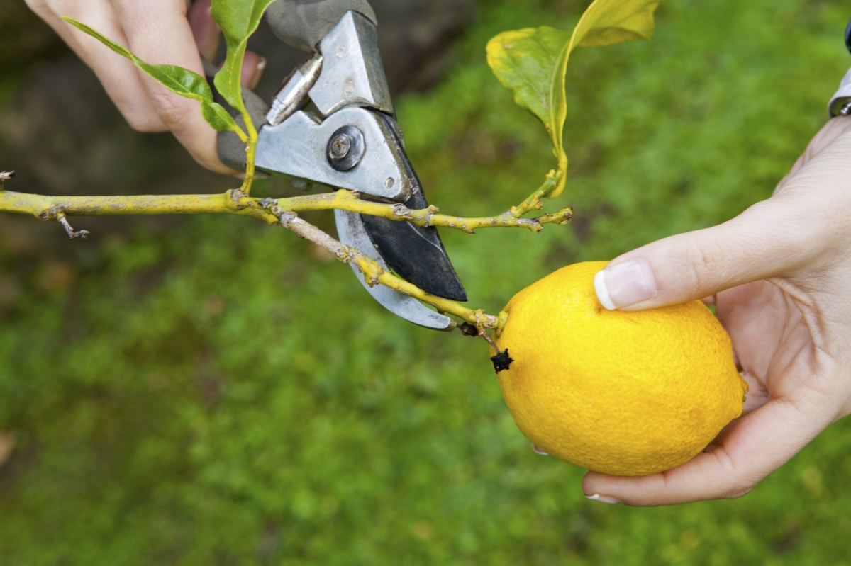 tagliare un limone da ramo albero