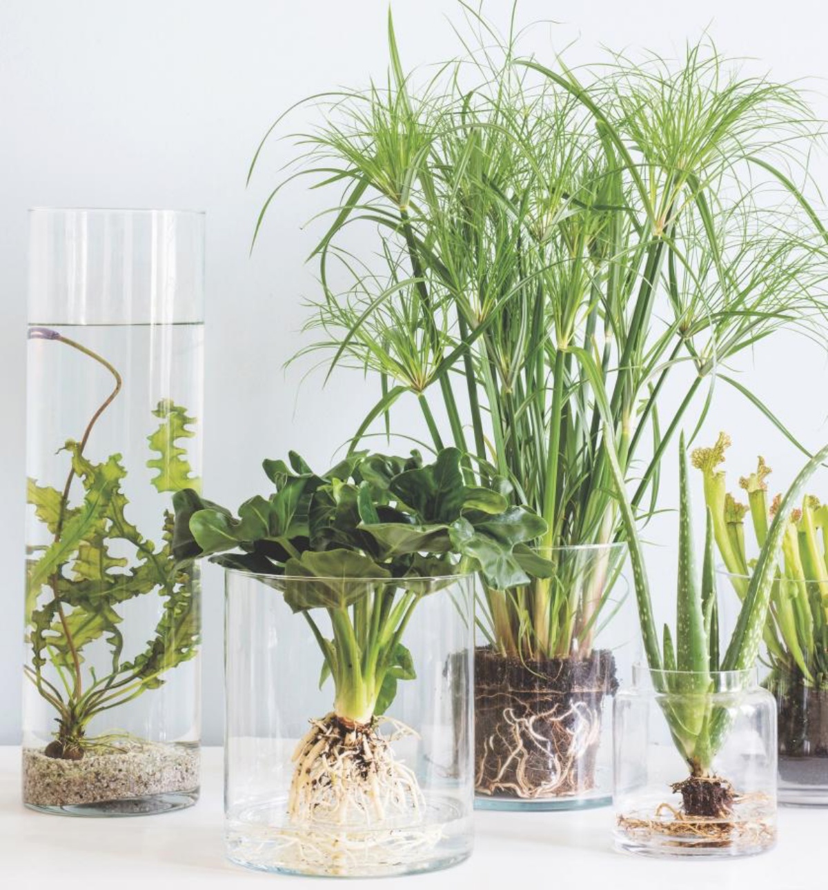 vasi con piante dalla foglia verde