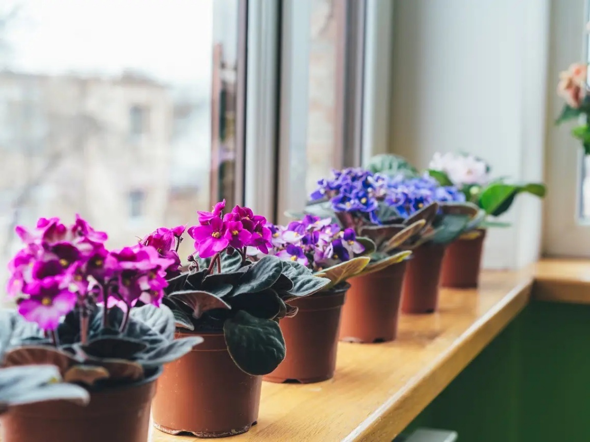 violetta africana piante d appartamento adatte agli animali domestici