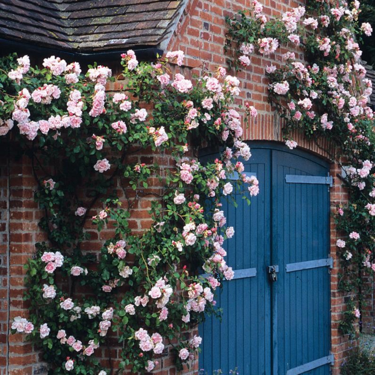 rosa rampicante sulla casa fiori rosa