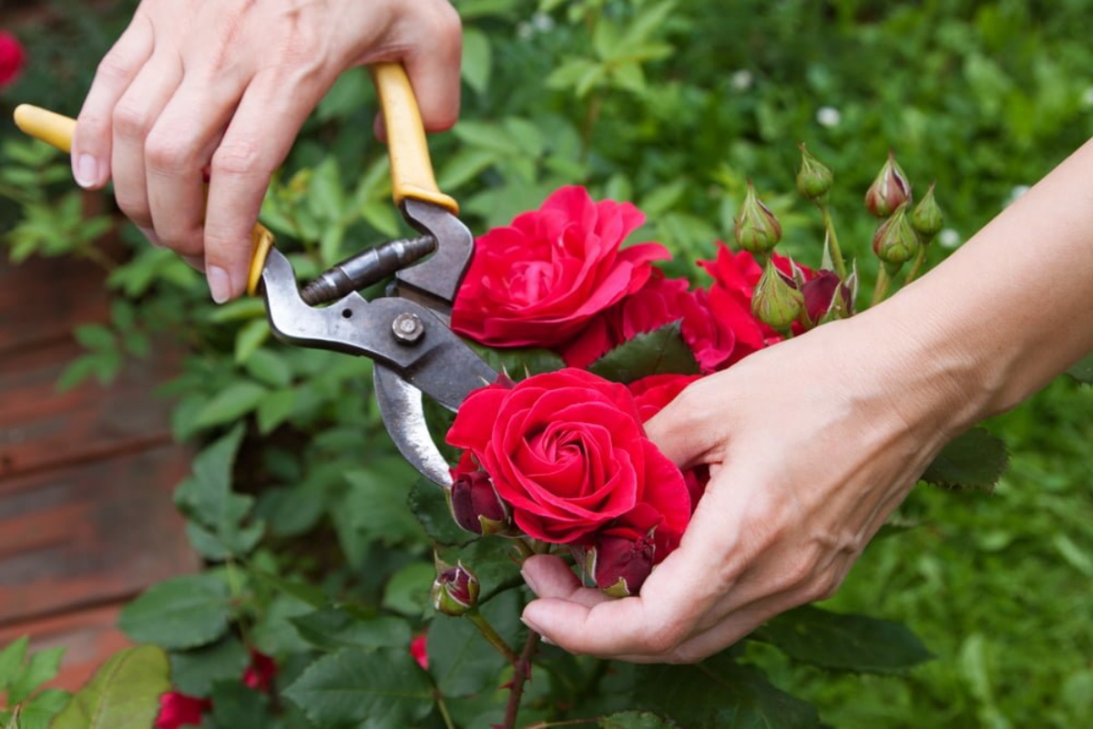 tagliare una rosa rossa forbici da giardinaggio