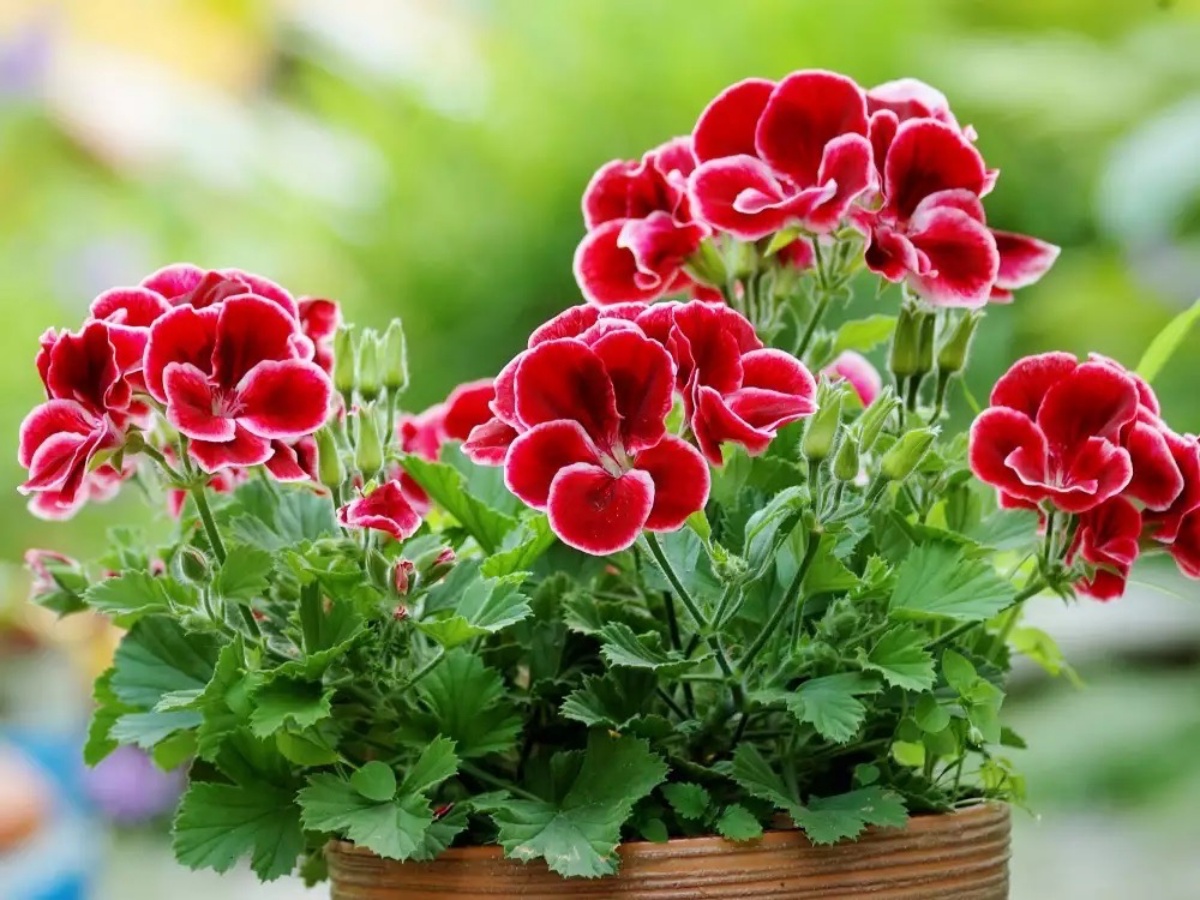 pelargonio fiore con petali rossi bordo bianco vaso