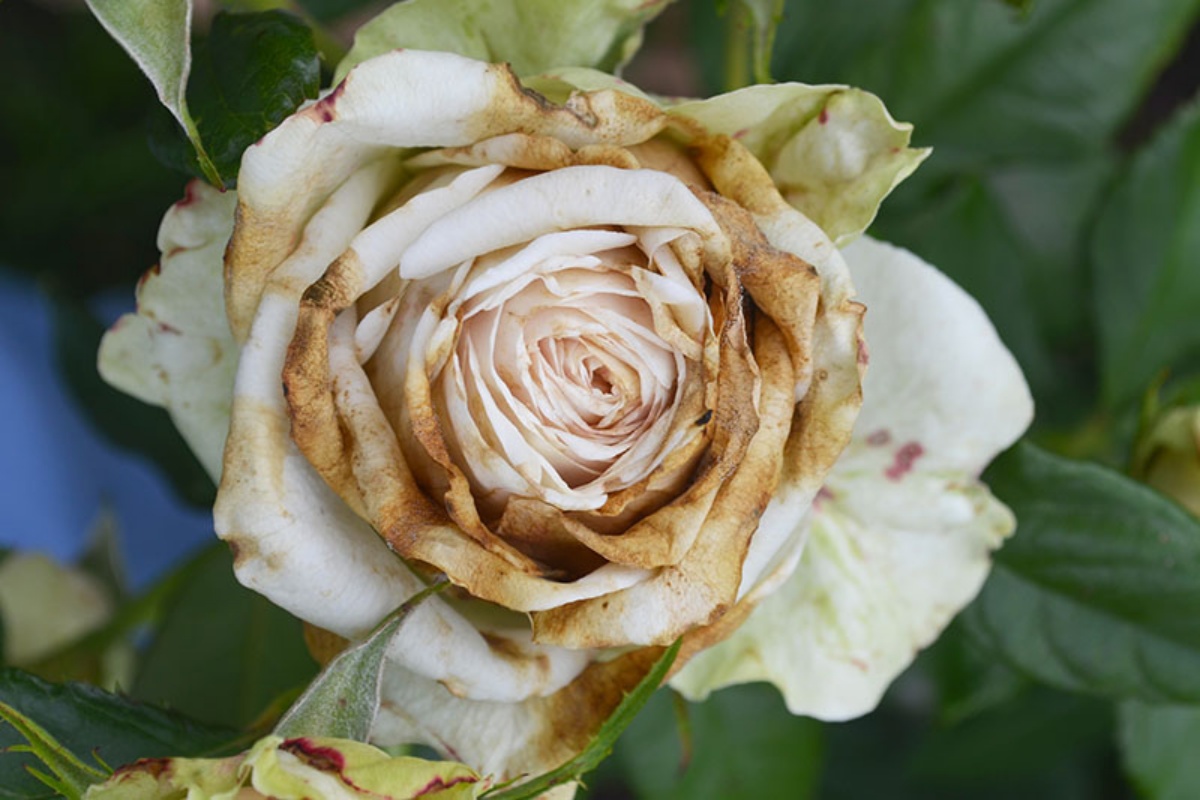 bocciolo di rosa bianca malattie degli arbusti di rose
