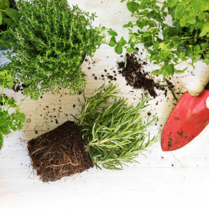 Come fare un orto su un terrazzo piccolo sfruttando tutto lo spazio