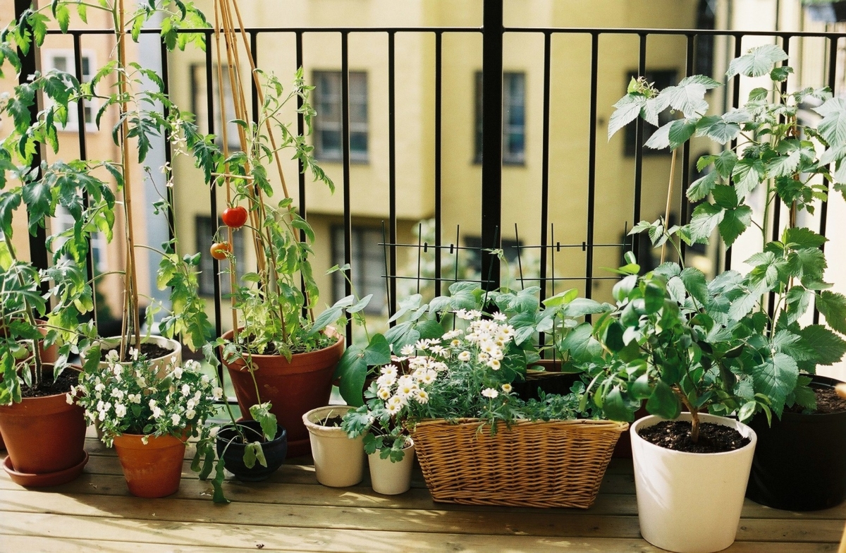 coltivare verdura in vaso sul terrazzo di casa